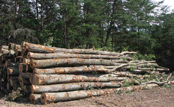 Cut down from the back of the North 60