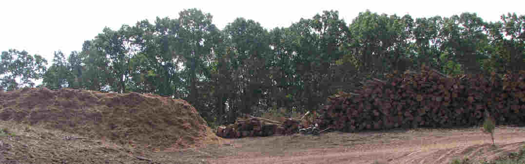 Wood pile and Mulch pile on Power Lines