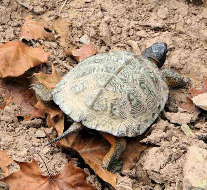 Rare Virginia Wood Turtle
