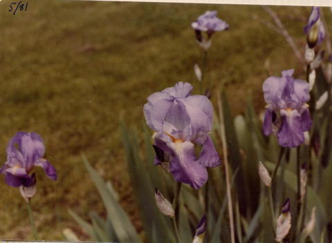 FarmIris1981